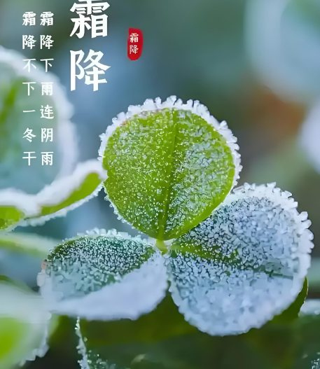 姜敏达诗歌欣赏:霜降-华闻时空