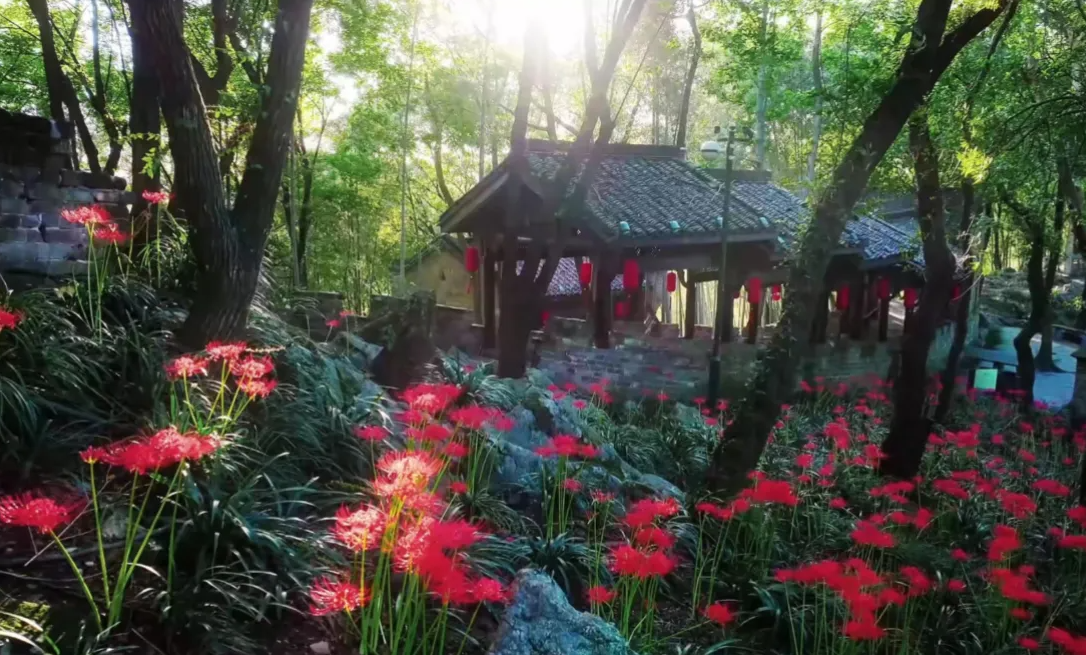 安徽铜陵：永泉彼岸花红似焰-华闻时空