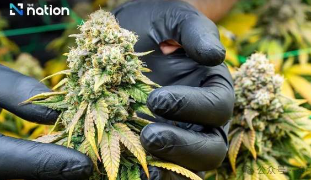 泰国大麻又要变天了！监管大调整…-华闻时空