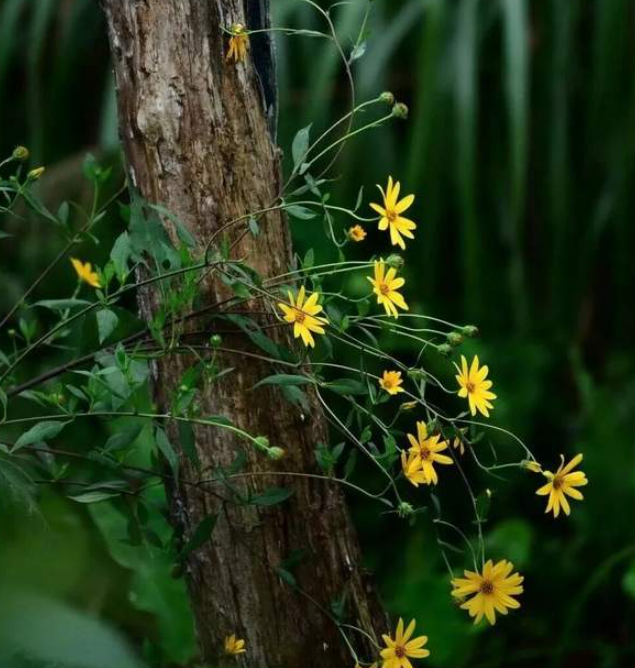 烟火为底,清欢是魂——闫群散文的多重意蕴与文学价值探微-华闻时空