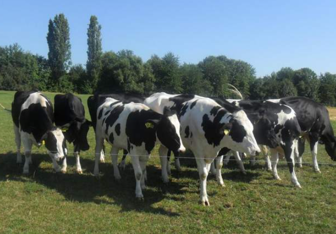 可歌可泣的牛-华闻时空