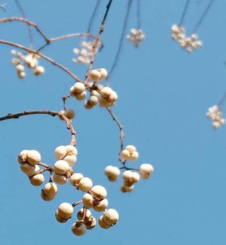 西门外//乌桕和他的冬至-华闻时空