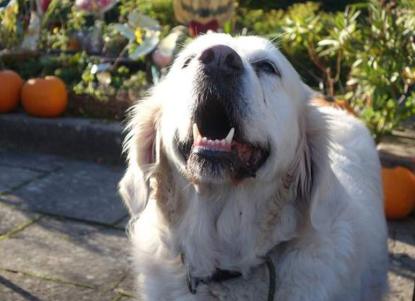 狗的故事-华闻时空