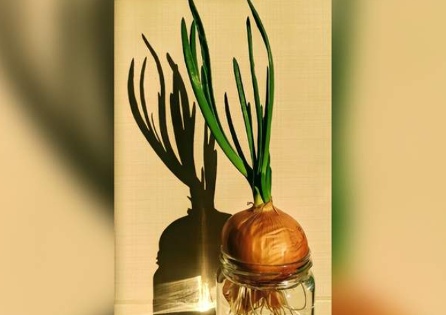 这就是中国人骨子里的种菜魂!华人在美自给自足,种下希望,收获满满幸福感!-华闻时空