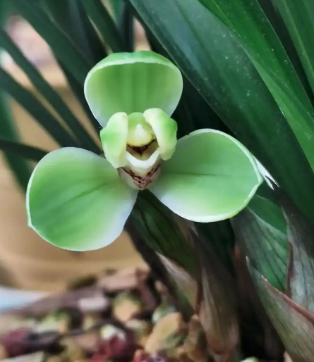 姜敏达诗歌欣赏:宋梅-华闻时空