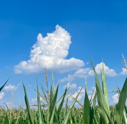 隐花与显情:冰凌《无花果》的叙事意象与伦理表达——读冰凌《无花果》-华闻时空