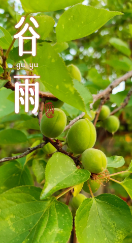 姜敏达诗歌欣赏：《谷雨》（外一首）-华闻时空
