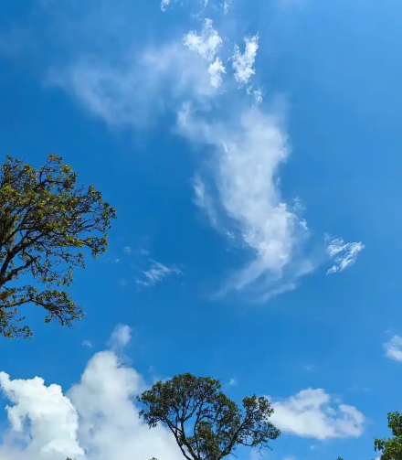 老树盈枝（11）-华闻时空