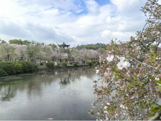 一江春水忆芳华,故城烟火待知音——“追梦中华·知音湖北”2026海外华文媒体荆楚采访行走进武汉-华闻时空