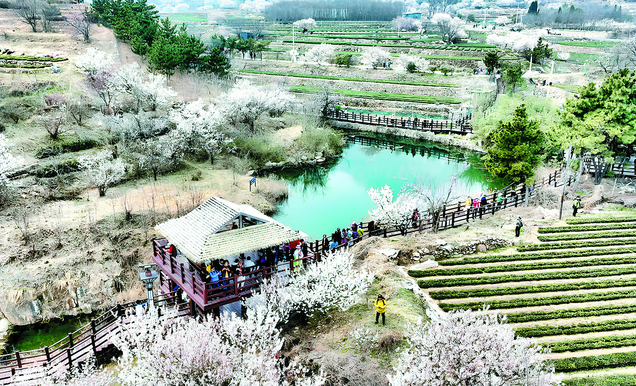 春日青岛繁花倾城-华闻时空