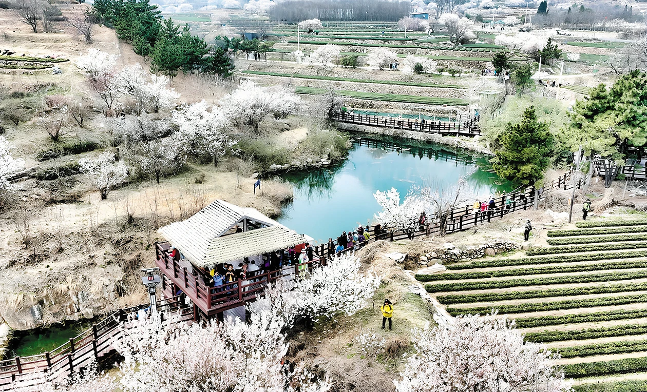 图片[1]-春日青岛繁花倾城-华闻时空