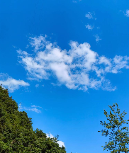 老树盈枝 (3 1)-华闻时空