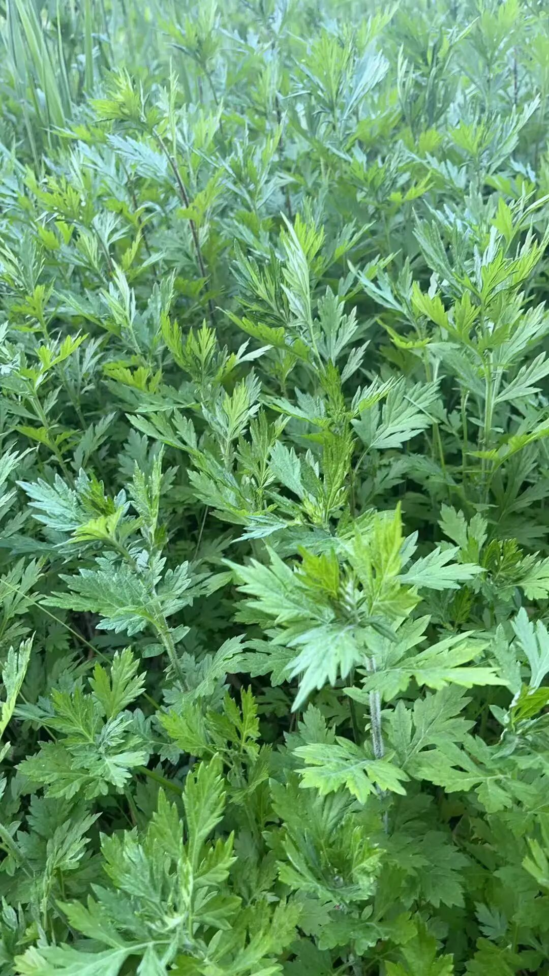 《一株艾草，穿透大洋的思念：端午夜，我在异国闻到了故乡的香》-华闻时空