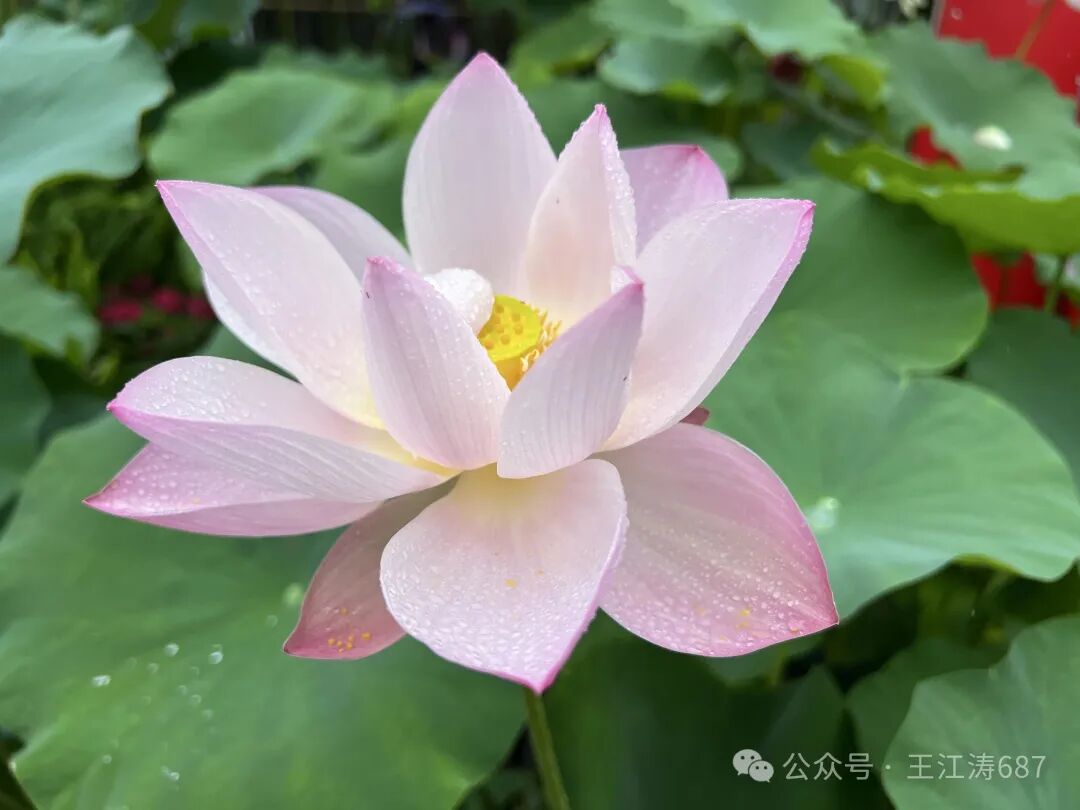 鹧鸪天•茶亭公园观荷（外一首）-华闻时空