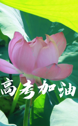 老树盈枝 (32)-华闻时空