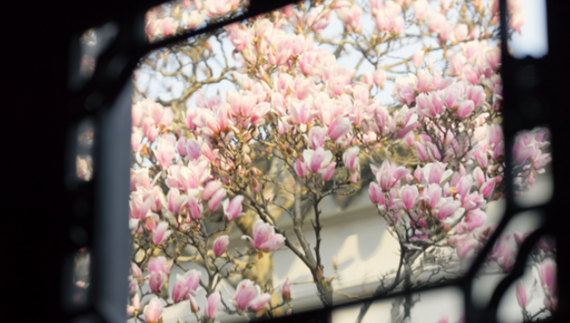 中国电视-《花开中国》(第二季):打造名花影像集-华闻时空
