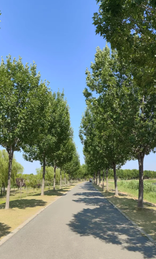 姜敏达诗歌欣赏:学会和尘埃共舞-华闻时空