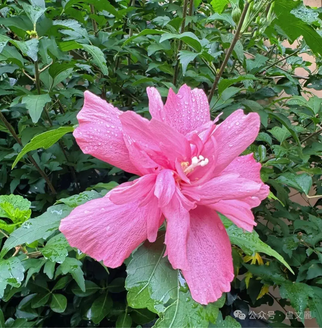 图片[2]-【自诗自译】太阳雨 / 卢文丽-华闻时空