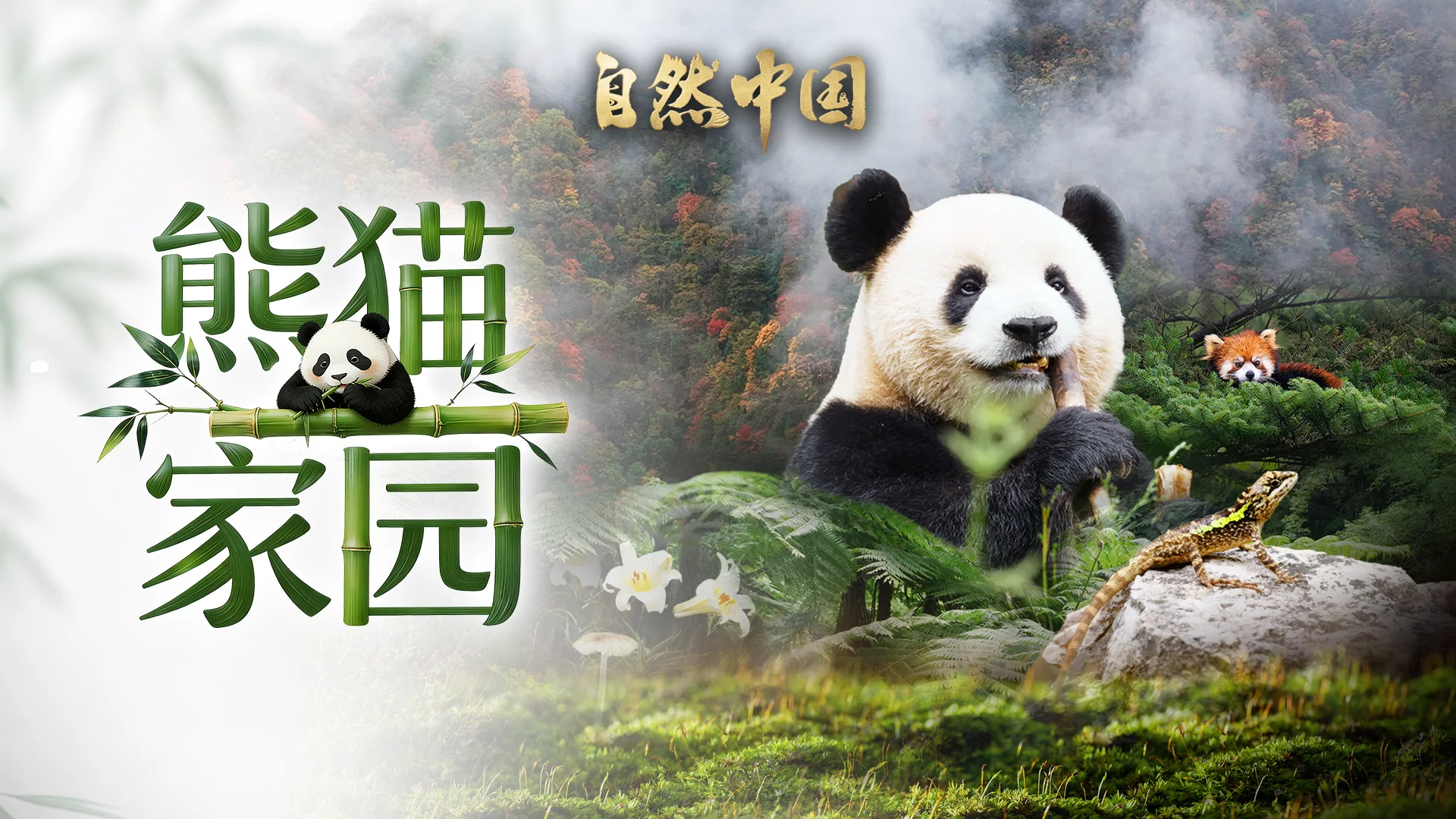 图片[1]-中国电视-《自然中国》之《熊猫家园》-华闻时空