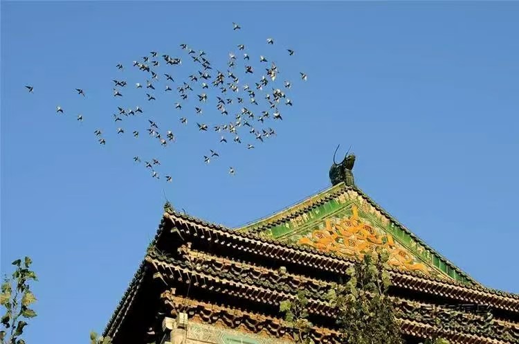 《北平鸽子》-华闻时空