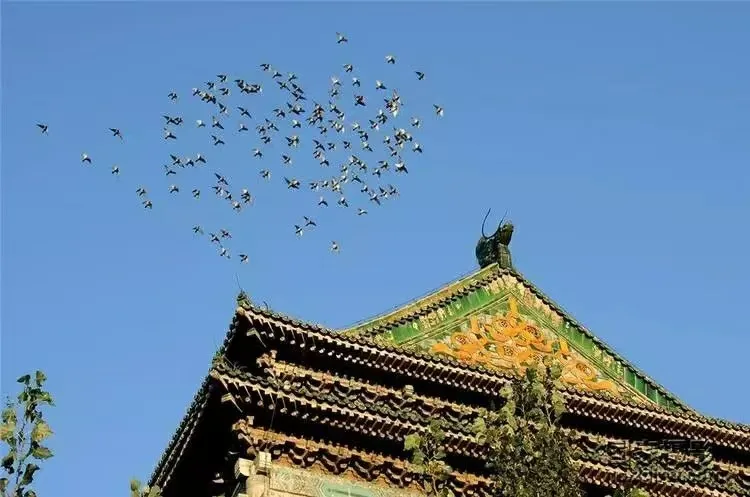 图片[1]-《北平鸽子》-华闻时空