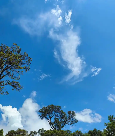 老树盈枝 (76)-华闻时空