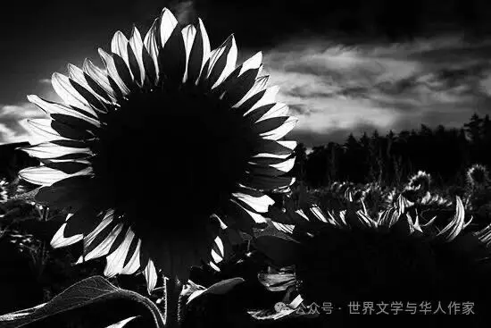 图片[2]-世界文学与华人作家 | 郑南川（诗歌）：寂寞的妈咪和猫咪 （中英双语）-华闻时空