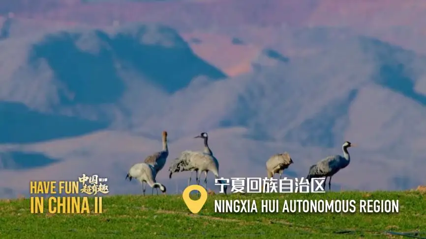 图片[3]-中国电视-《中国超有趣》第2季（动物篇）-华闻时空