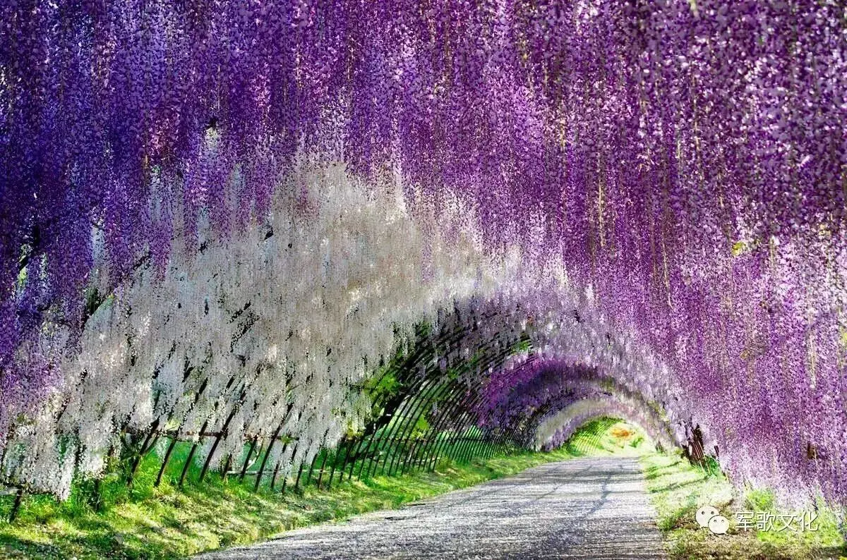 图片[1]-紫藤花 名家朗诵-华闻时空