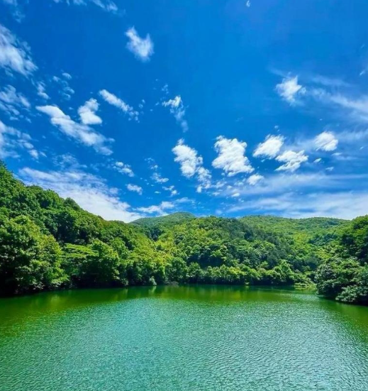 老树盈枝 (91)-华闻时空